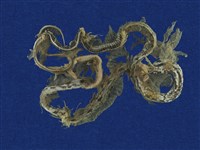 藏品(錦蛇)的圖片
